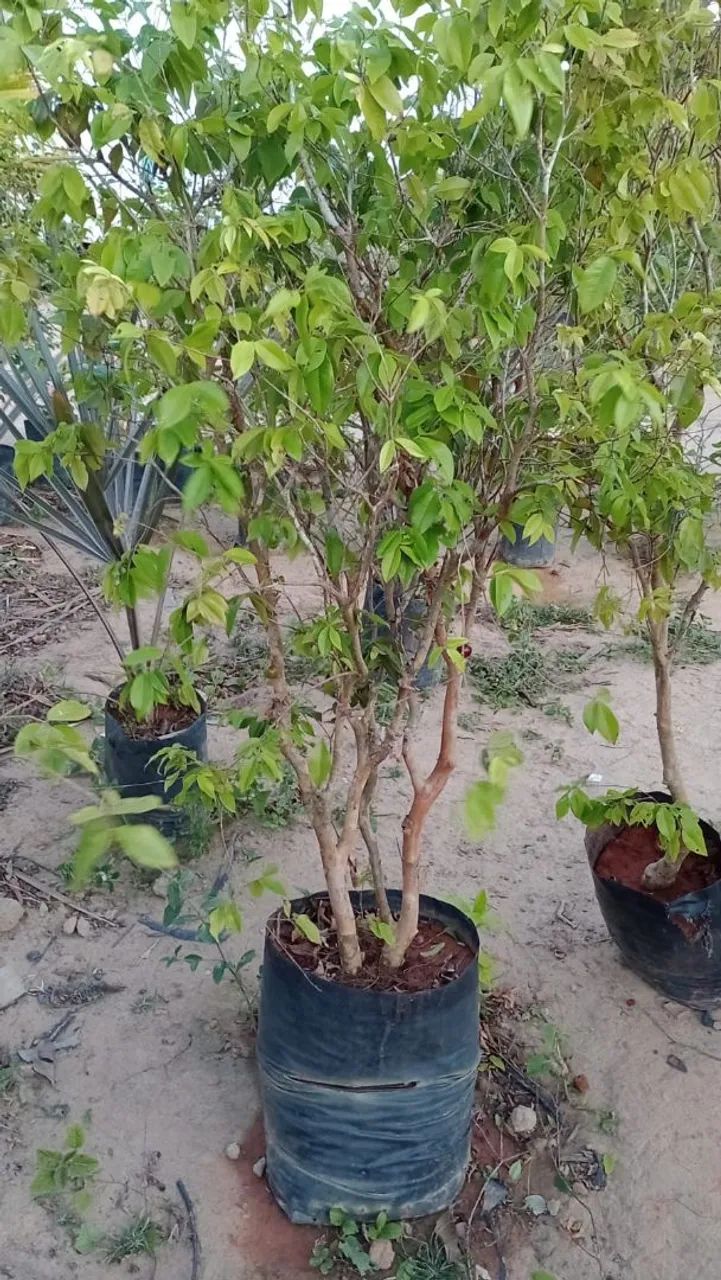 Jaboticaba hídrica  - Foto 2