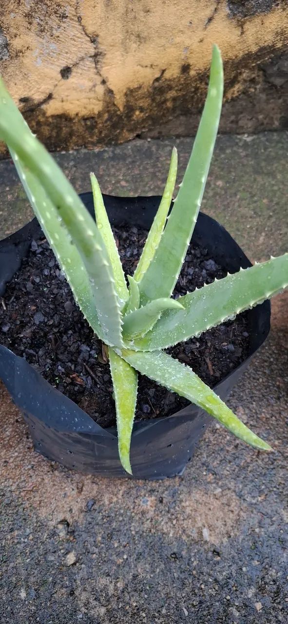 Mudas de babosa (aloe vera) - Foto 3