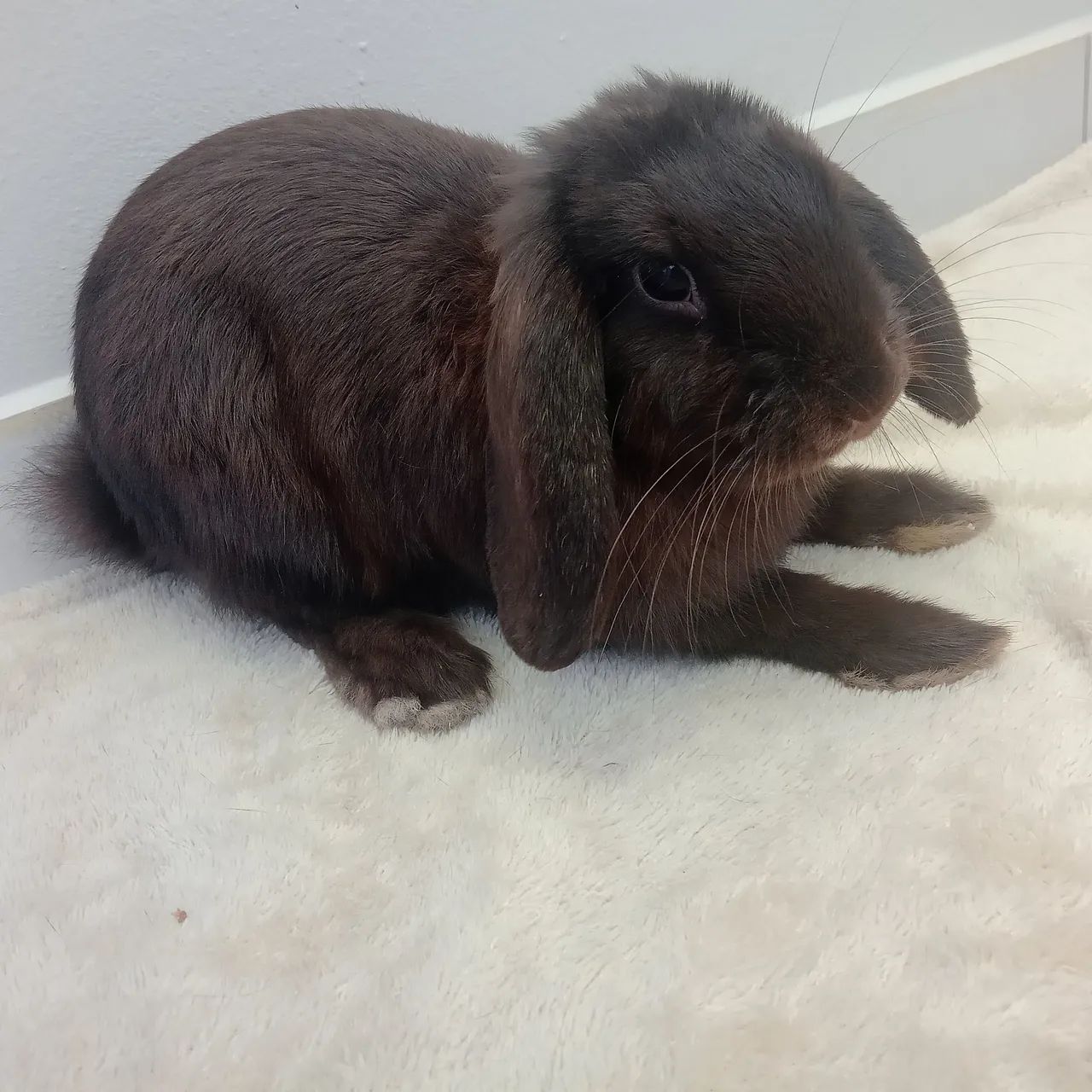 Filhote Mini lop - Foto 4
