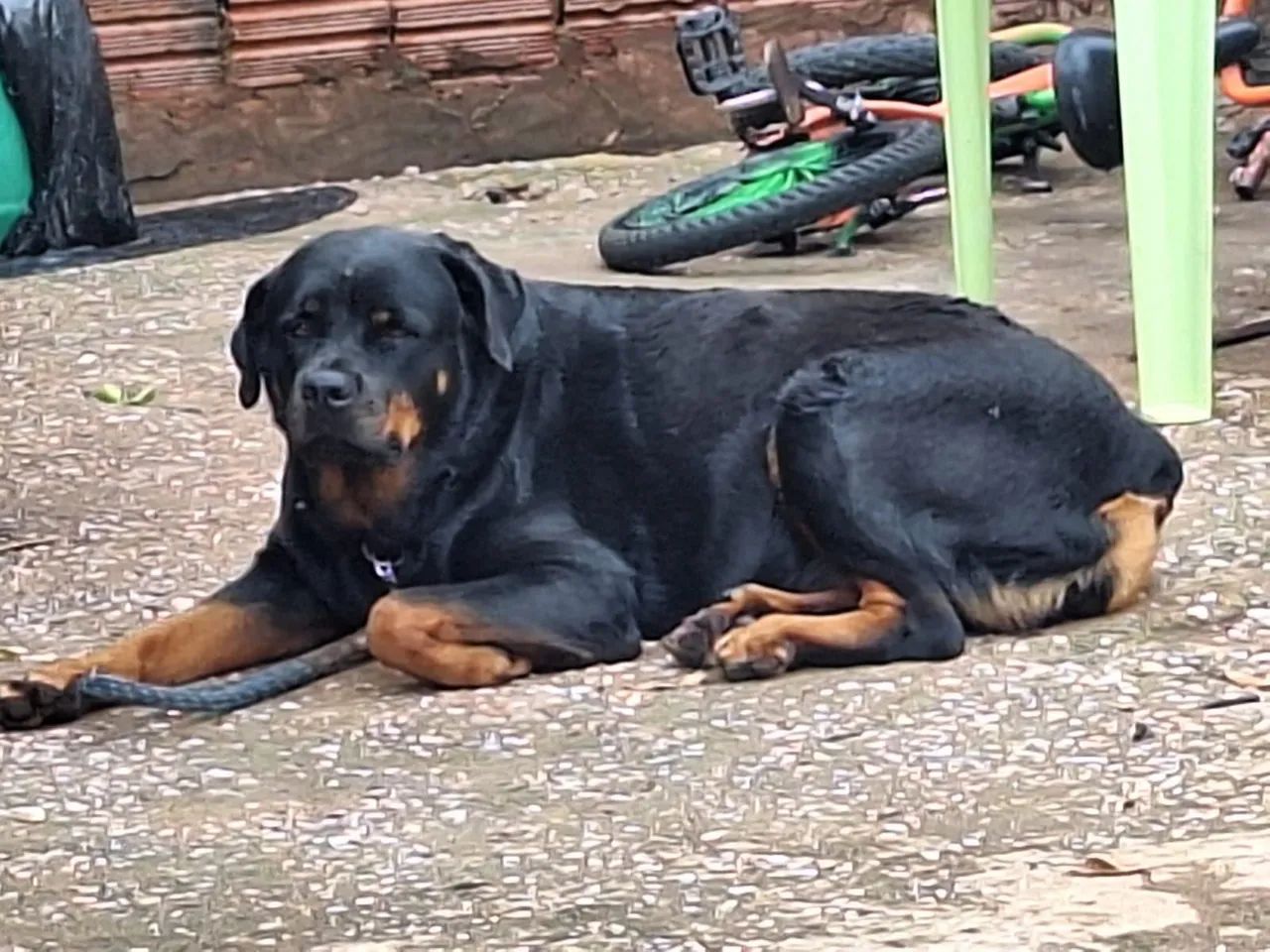Rottweiler filhotes - Foto 3