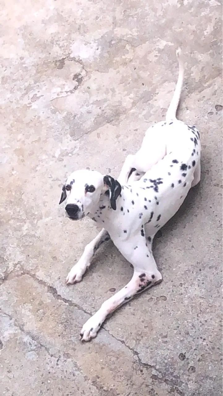 Dálmata disponível para adoção