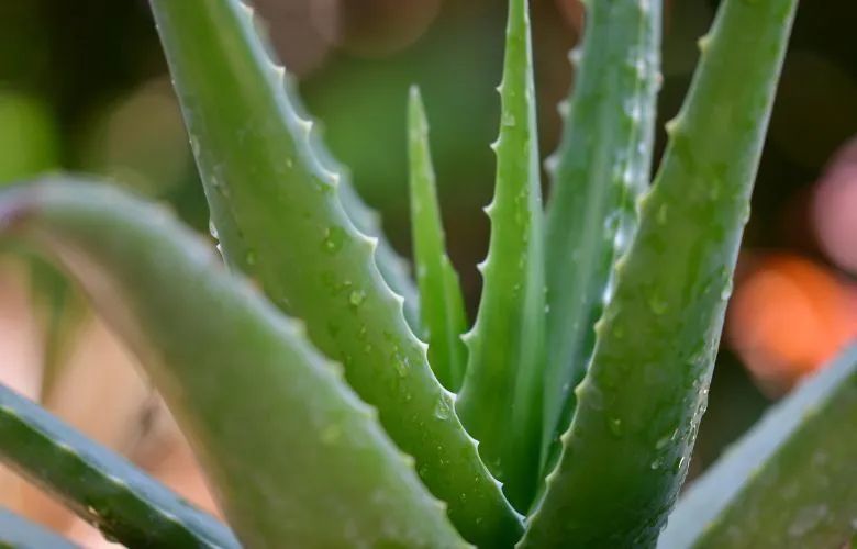 Babosa Aloe Vera Original planta com inúmeros benefícios vaso já grande! - Foto 3