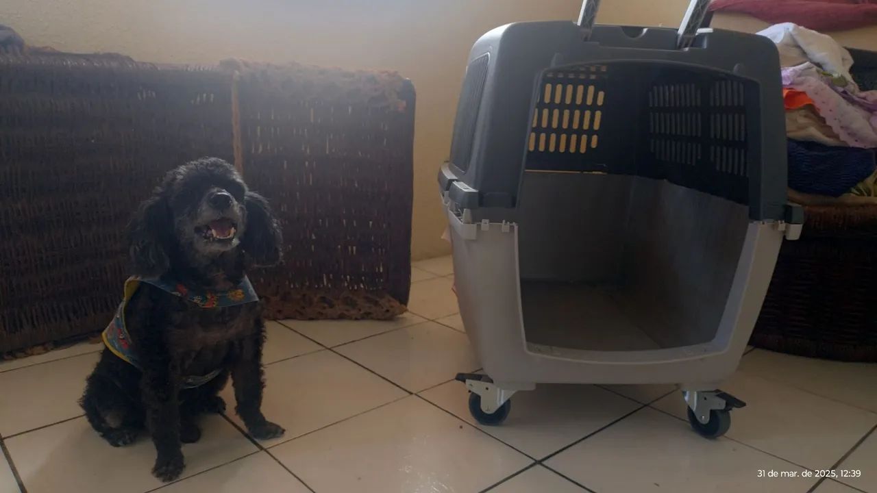 Caixa de Transporte para Cães - Foto 2