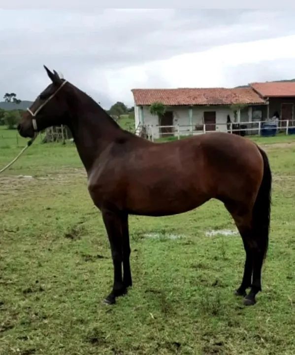 Égua  Mangalarga Marchador Registrada  - Foto 2