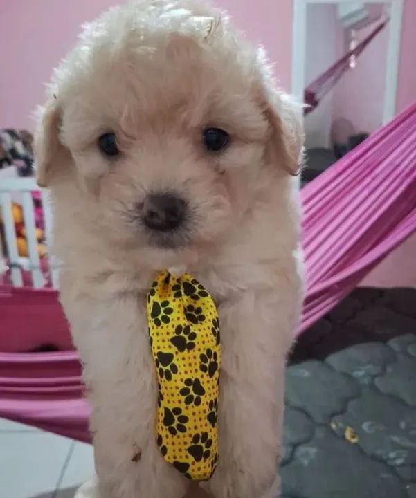 Filhotes de poodle machos  - Foto 2