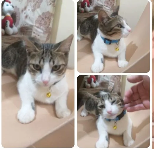 Gatinho lindo e carinhoso para adoção