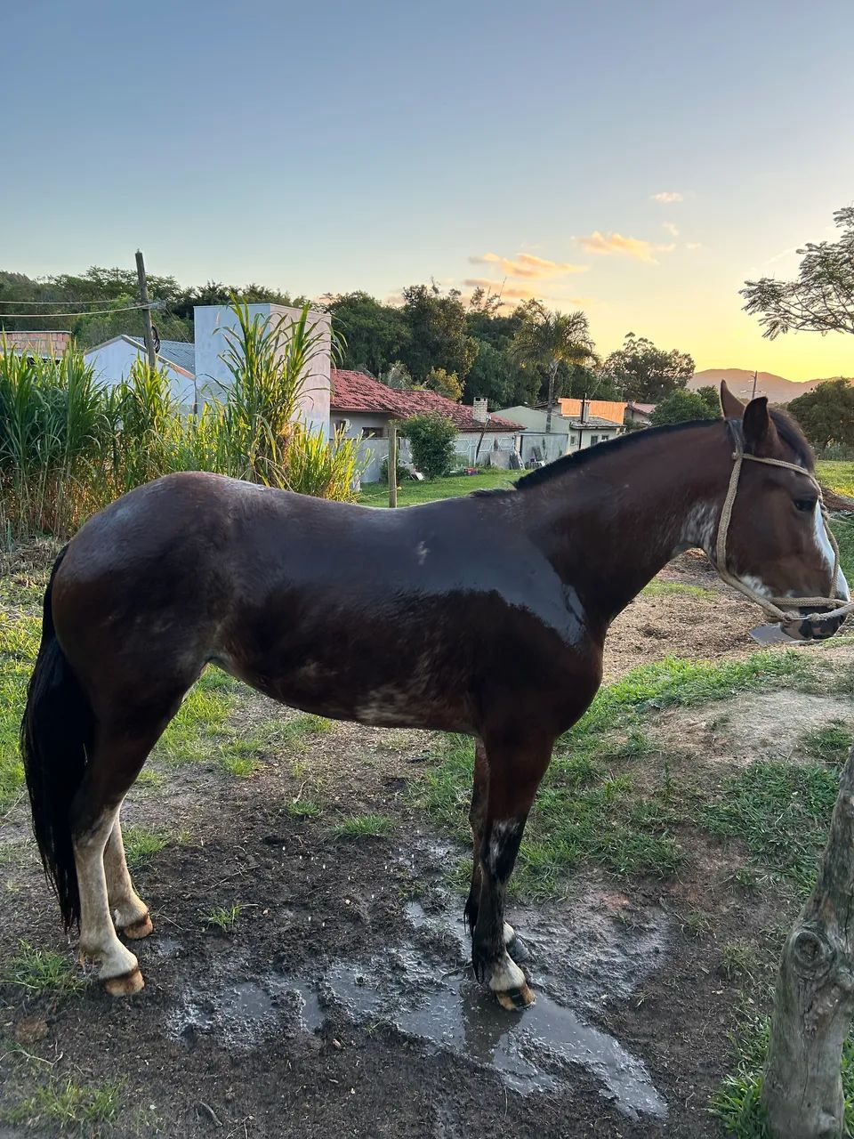 Égua oveira Crioula  - Foto 3