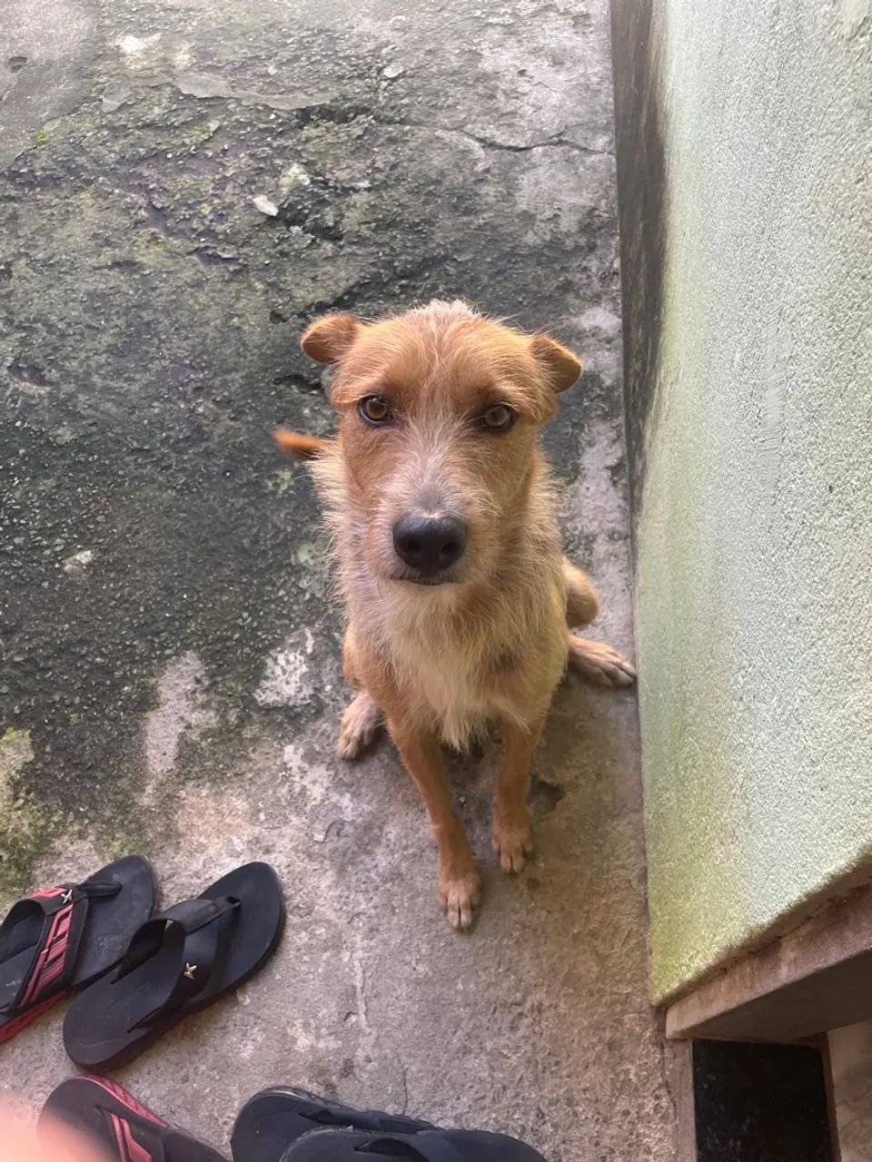 Cachorro caramelo para adoção