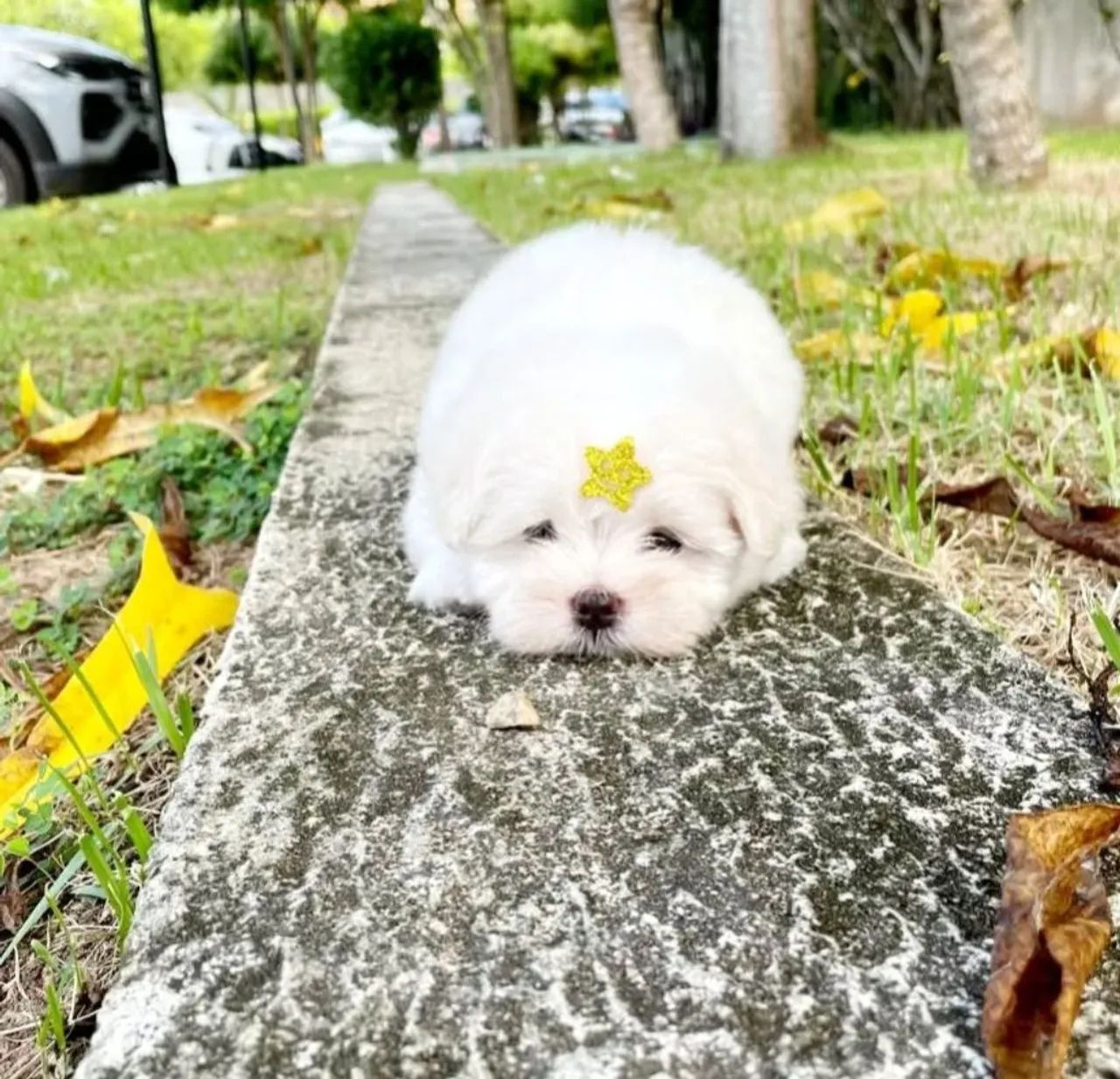Maltês Terrier Micro Legítimos é Aqui - Foto 2