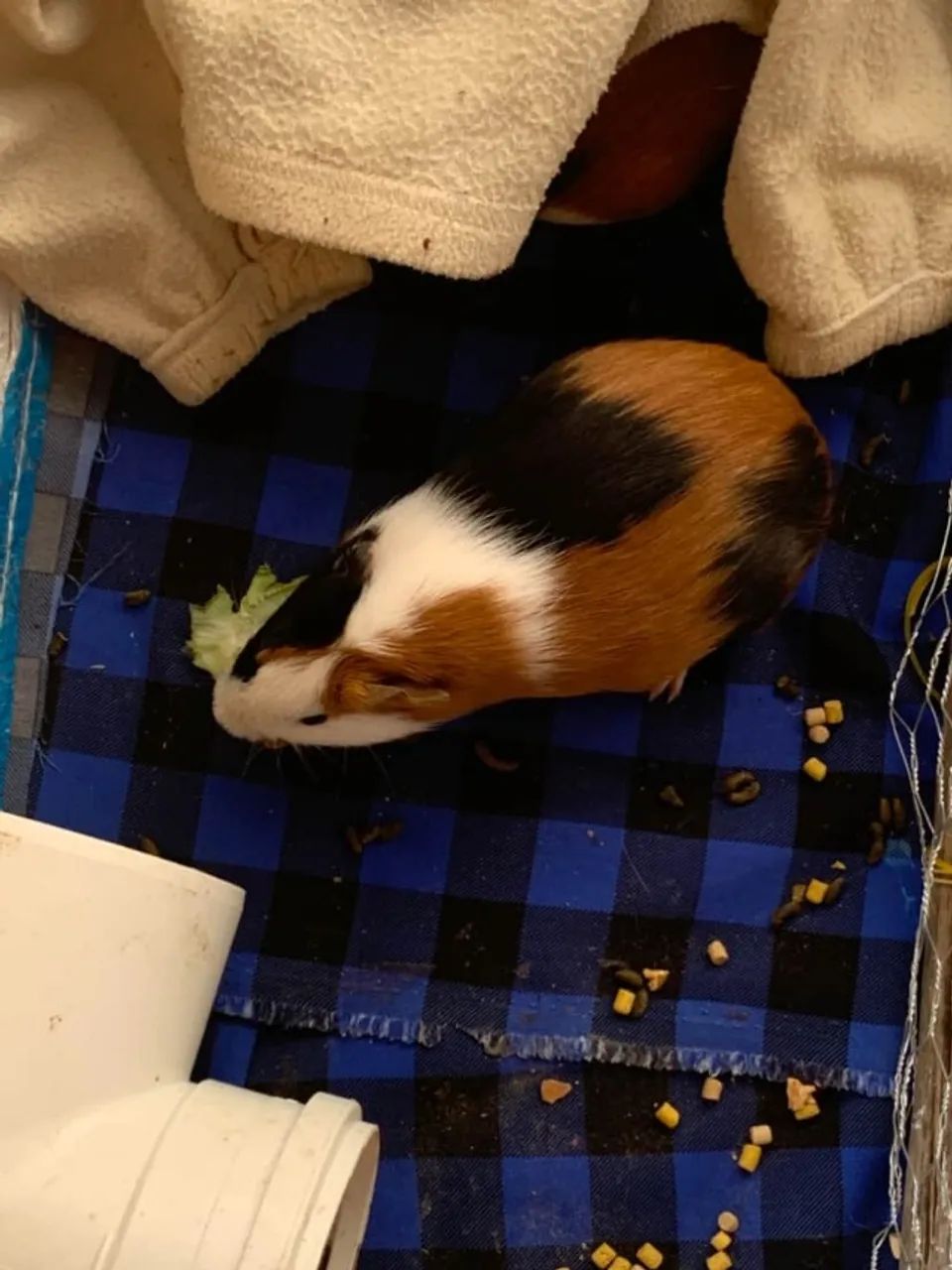 Casal PORQUINHO DA INDIA ( DOAÇÃO ) - Foto 5