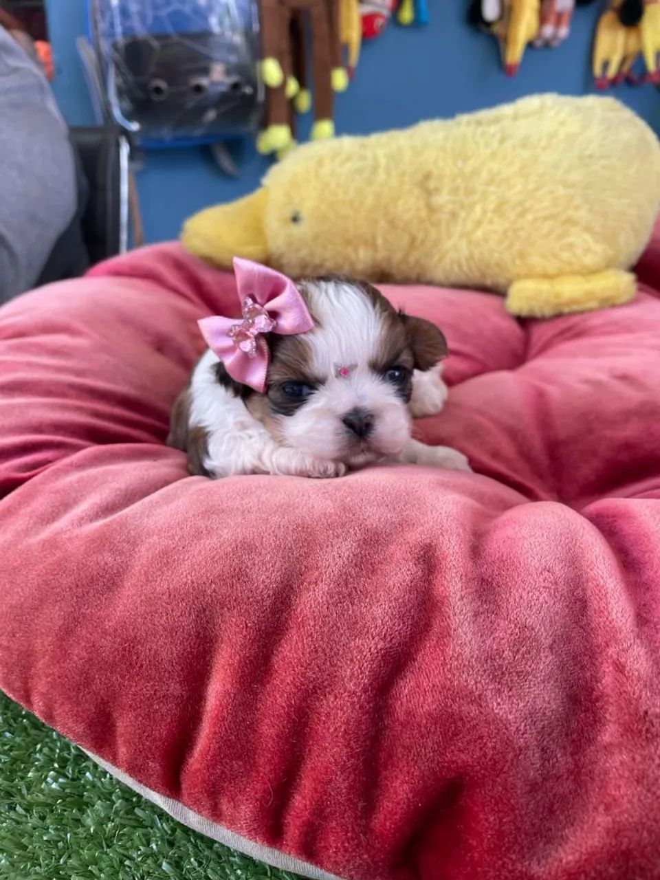  Shih Tzu fêmea com pedigree - Foto 3