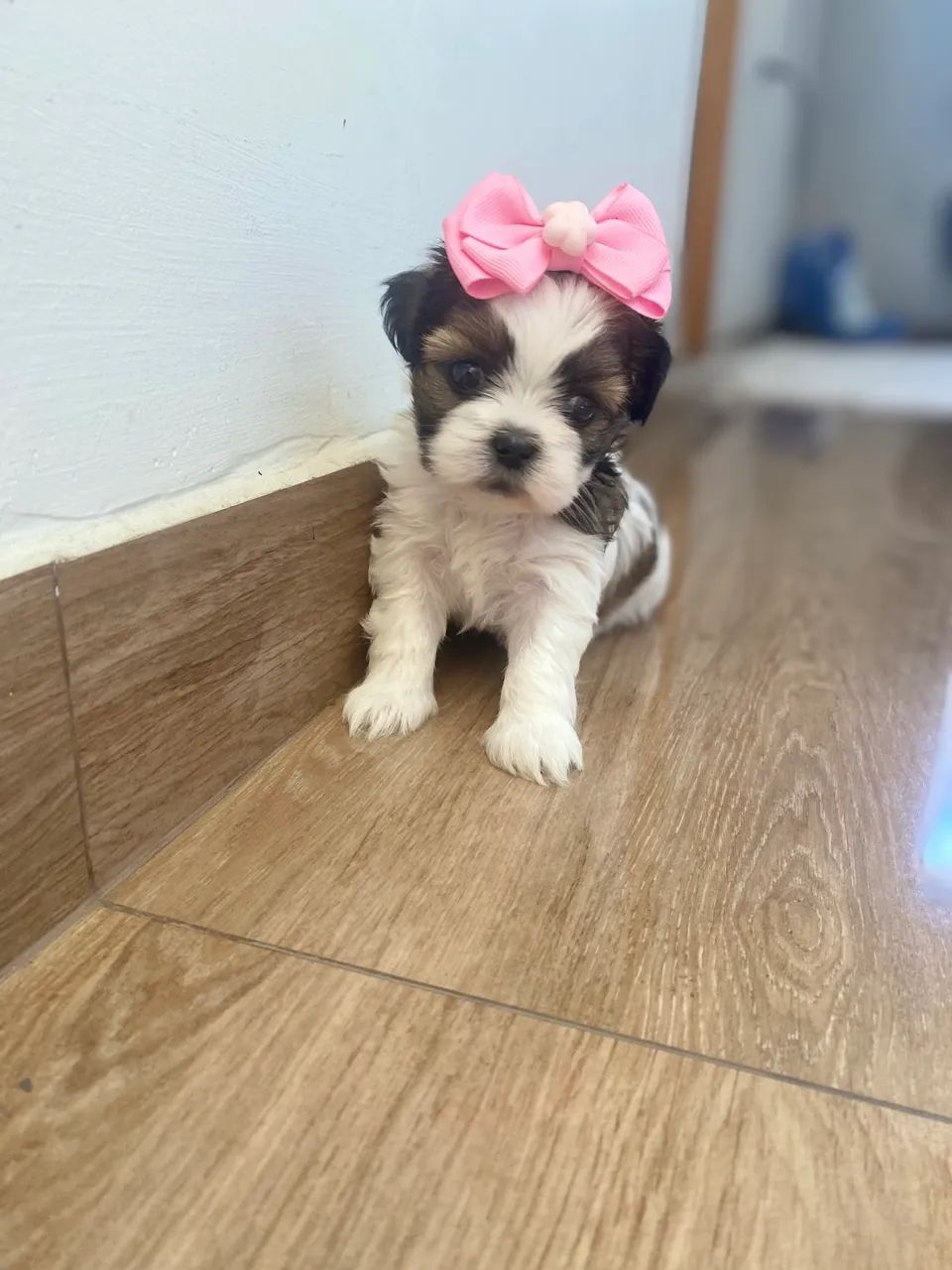 Filhotes de Shihtzu fêmeas  - Foto 4