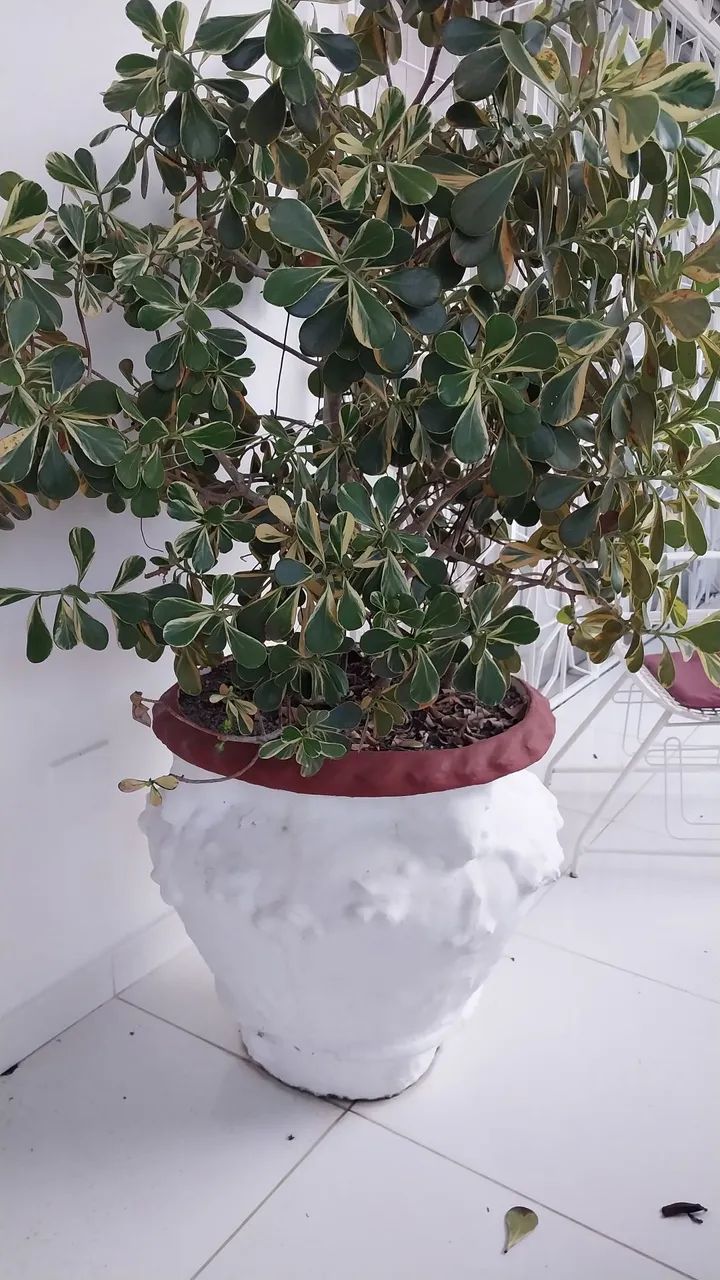 Vaso 64294098971779121