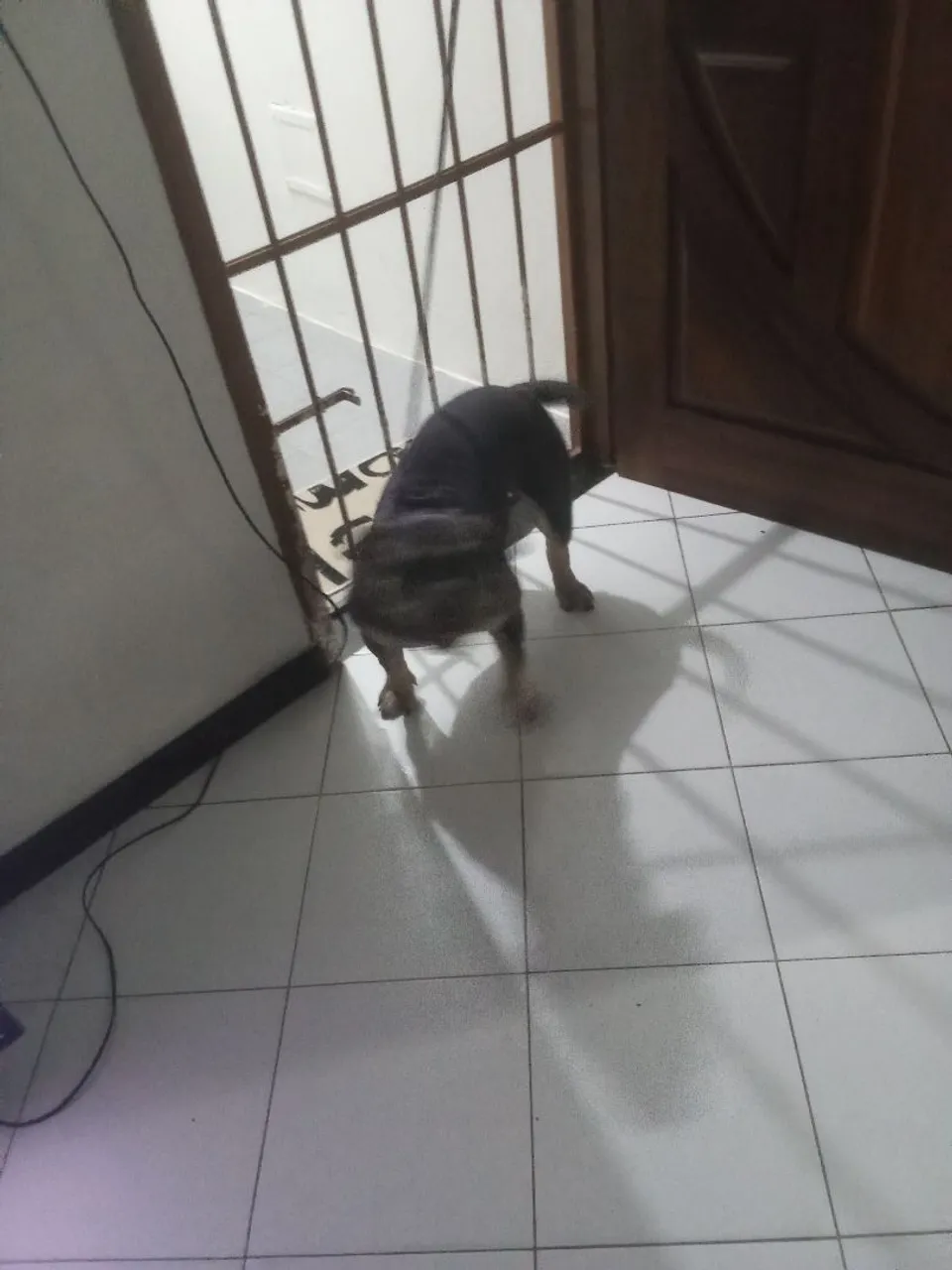 Cachorro muito dócil um meninão