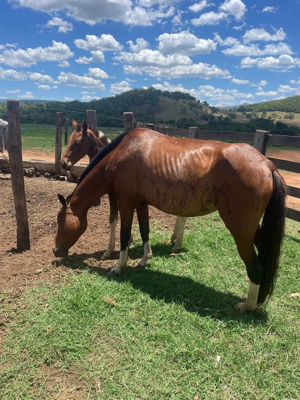 Égua mangalarga  - Foto 2