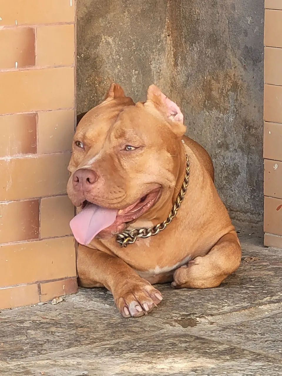 Pitbull fêmea 3 anos e 9 meses