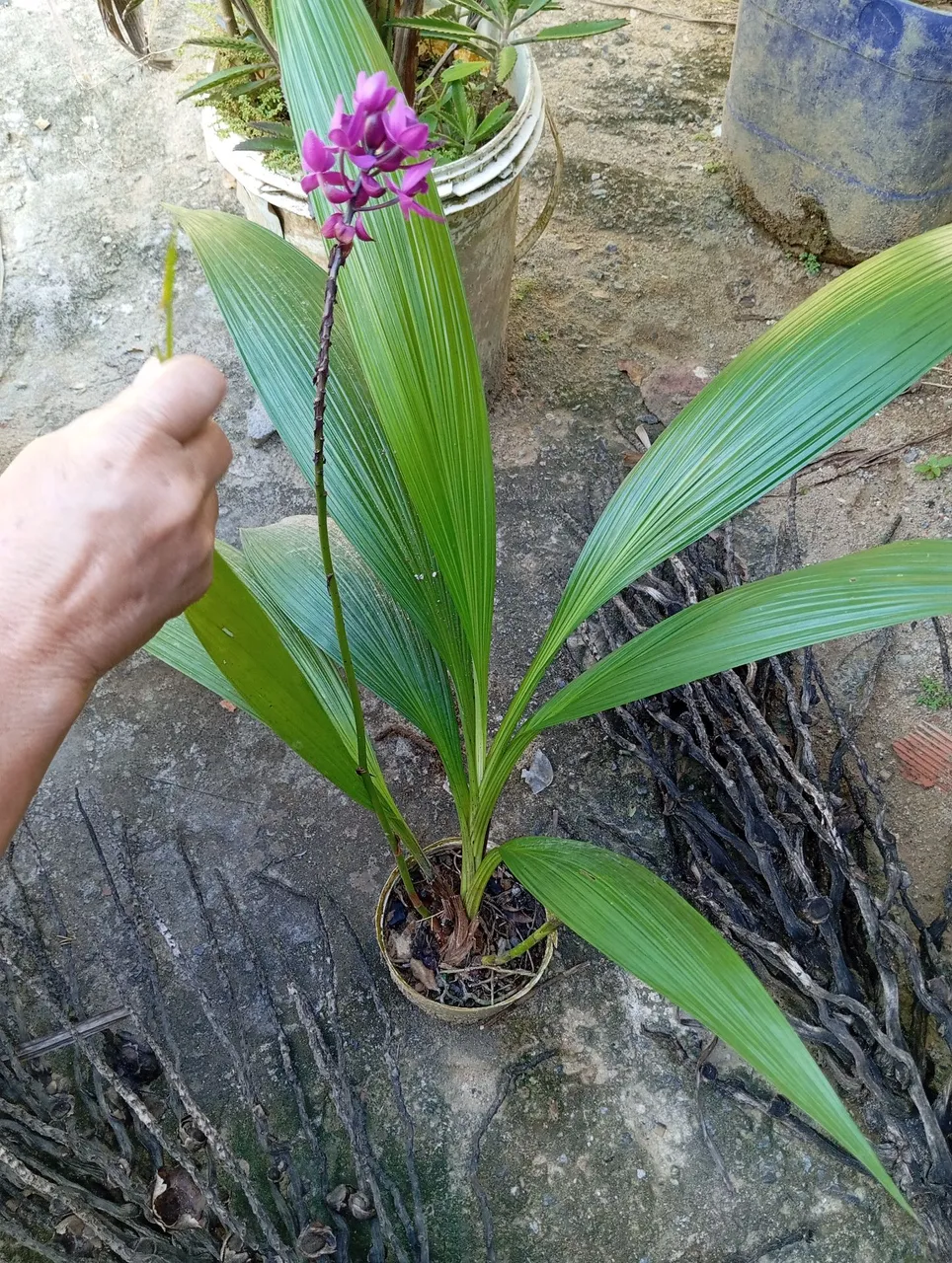 Orquídea Flores Roxas
