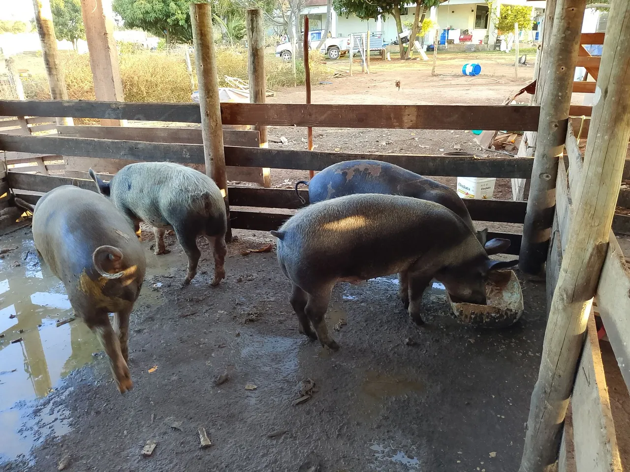 Porcos e leitões caipiras de todos os tamanhos