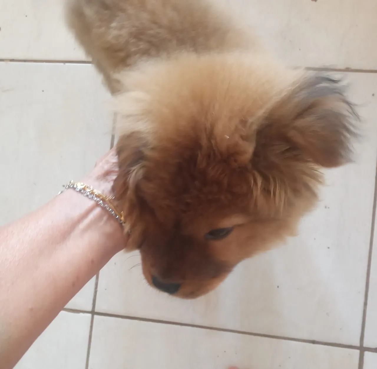 Filhote de Chow-Chow