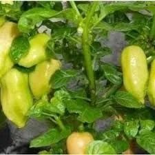 Sementes de Pimenta de cheiro do norte- Sabor Intenso! - Foto 3