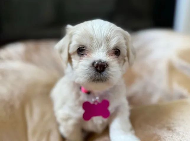 Lhasa Apso Macho Branco - Microchip, Contrato e Garantia