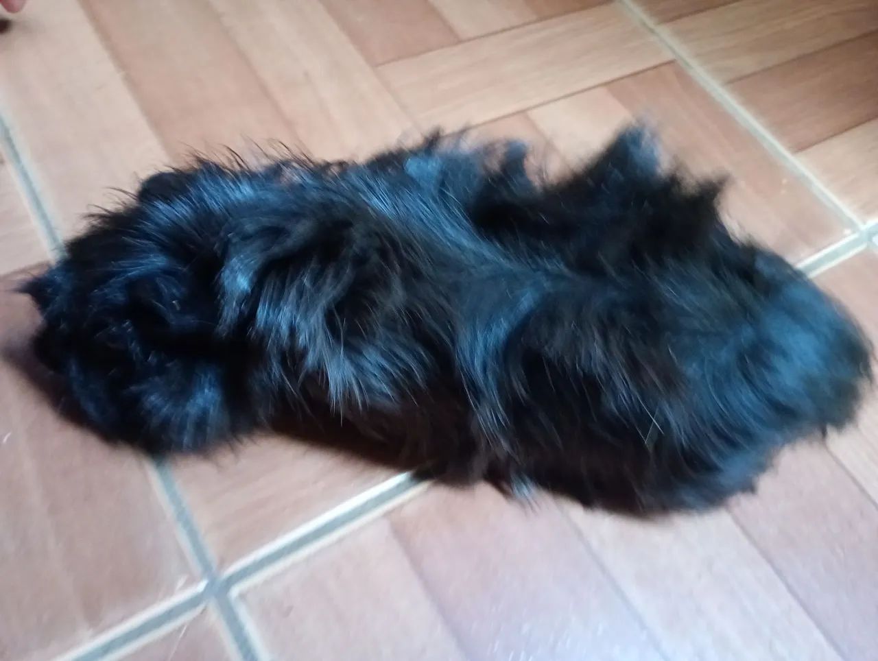 3 porquinhos da índia por apenas 100 reais  - Foto 6