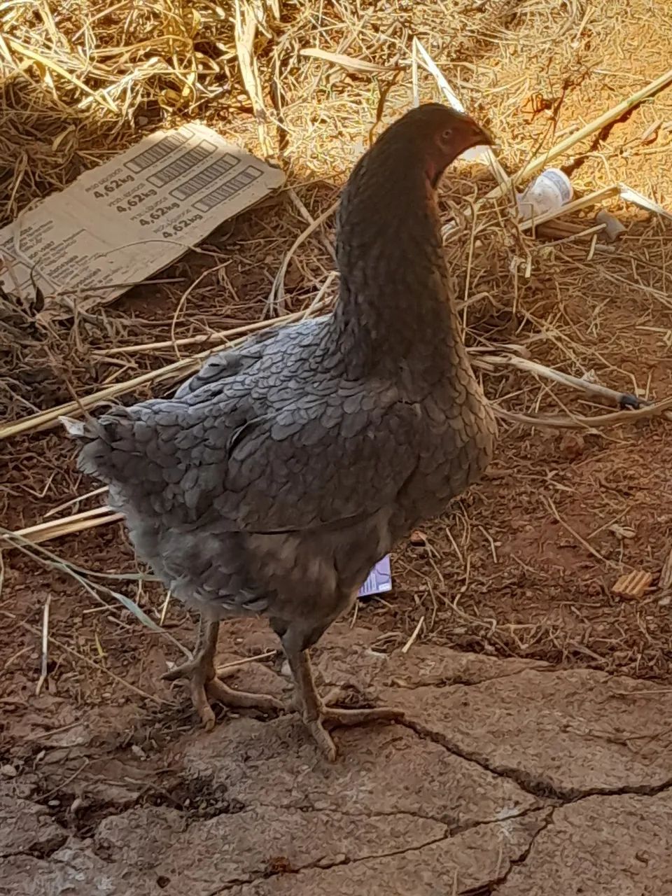 Galo de raça caipira 