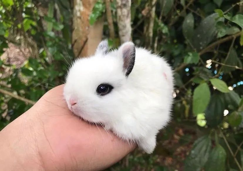 Mini coelho Anão  - Foto 2