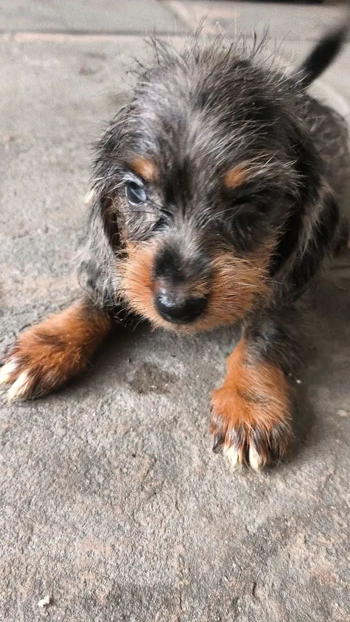 Filhote de Teckel dachshund Basset peludo anao - Foto 3