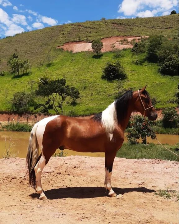 CASTRADO, REGISTRADO DE MARCHA PICADA.