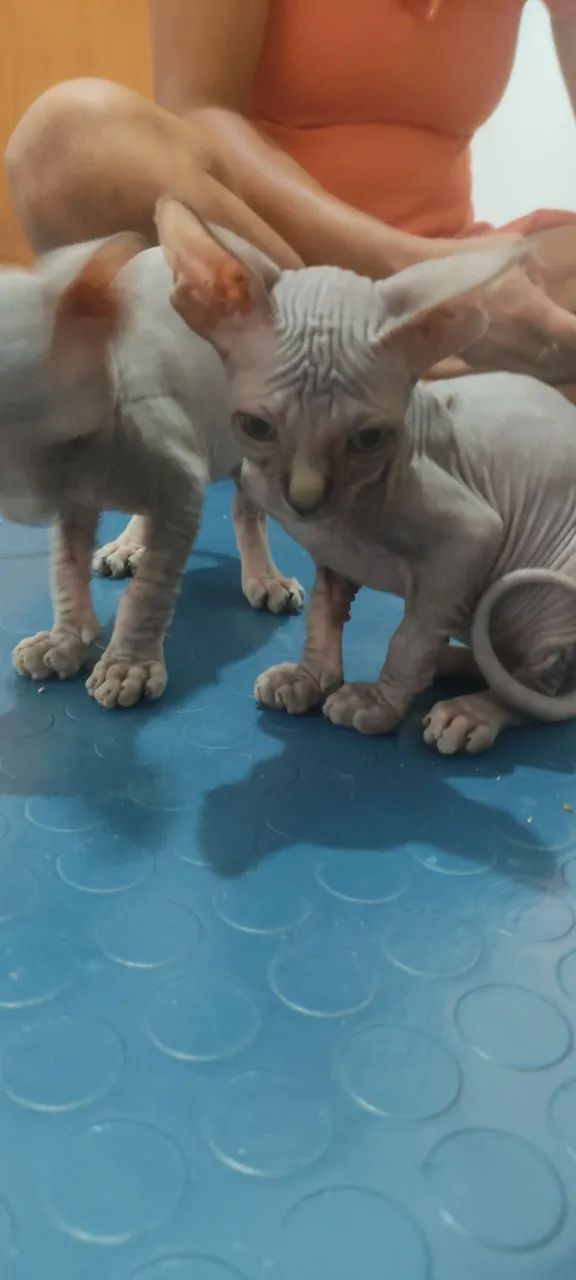 Gatinho Sphynx - Exótico e Carinhoso - Foto 2