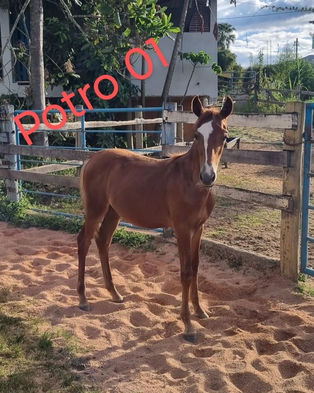 Oportunidade!!! 02 potros registrados filhos do Fajardo do Timbó!!!!!