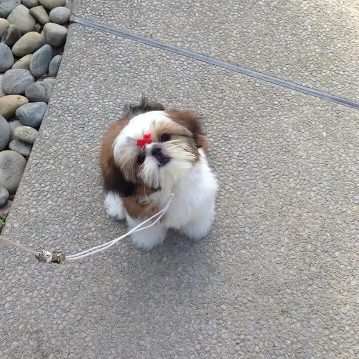 Shih tzu dóceis fêmeas variedades de bebês