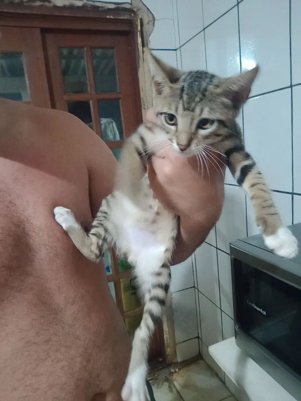 Gatinho lindo para adoção - Foto 2