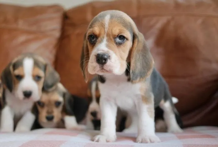 Beagle Lindos Filhotes 13 Polegada Vacinados