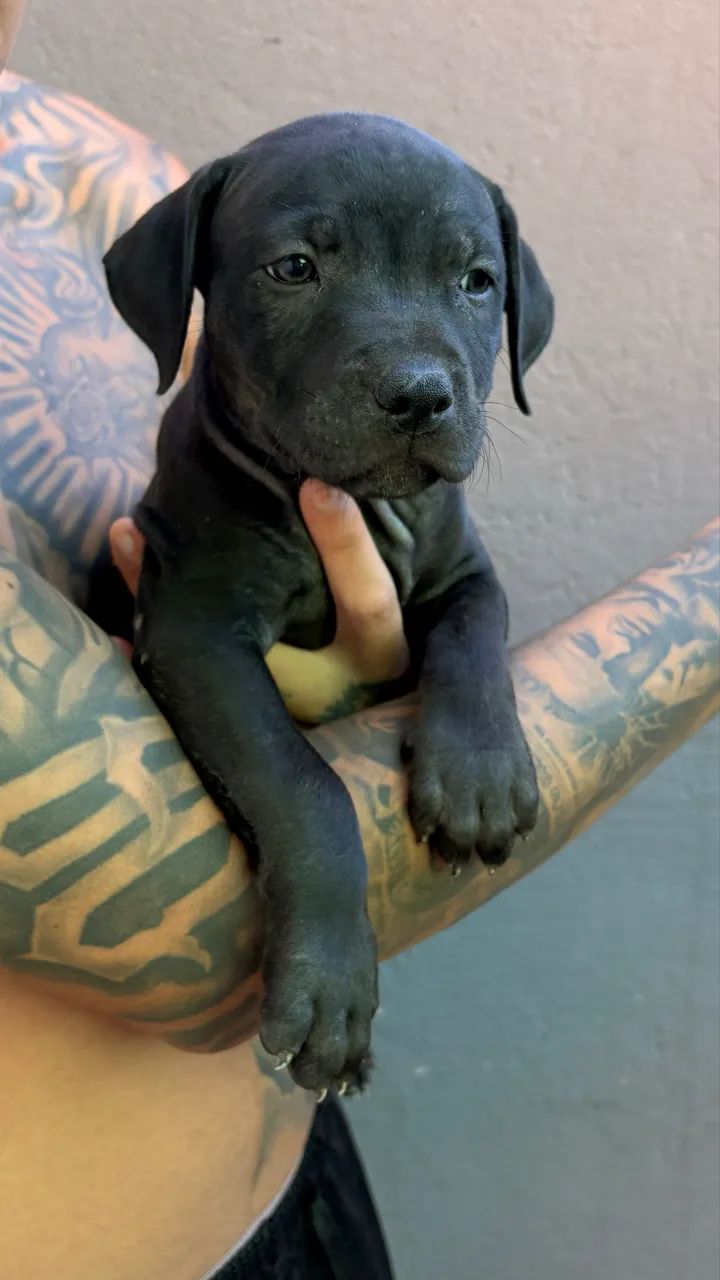 Pit Monster com pedigree  - Foto 2