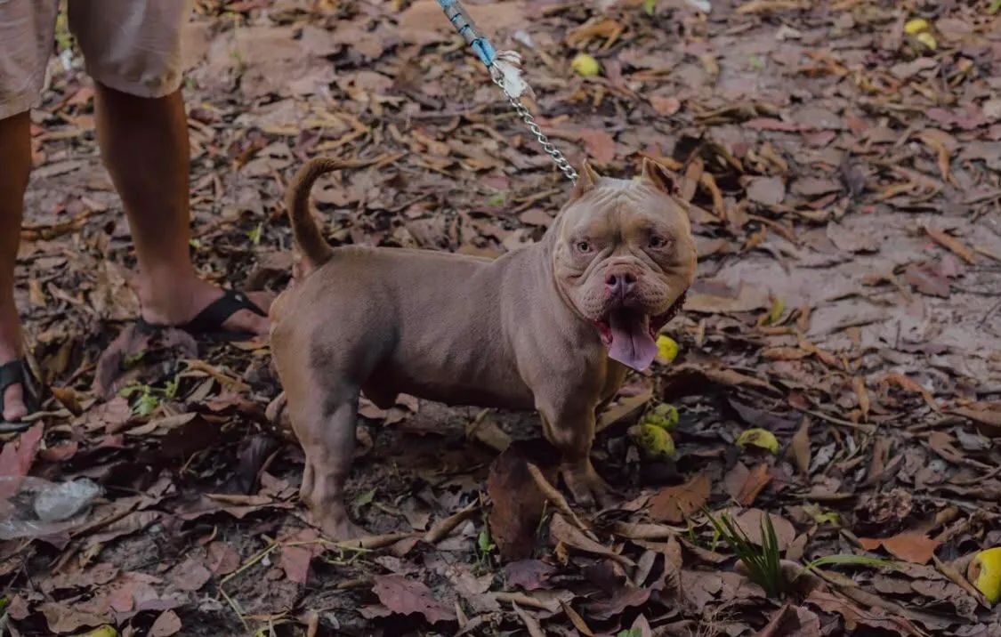  Cobertura American Bully micro  - Foto 5