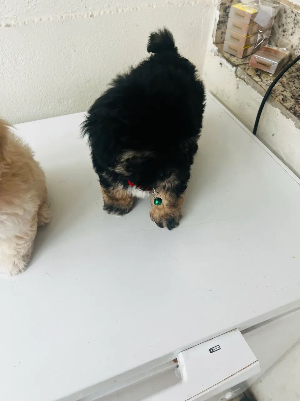 Machinho poodle  micro toy  - Foto 3