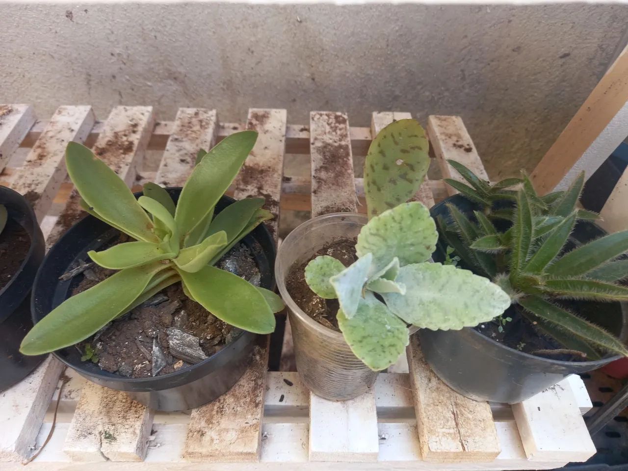 Kit 10 mudas - Foto 2