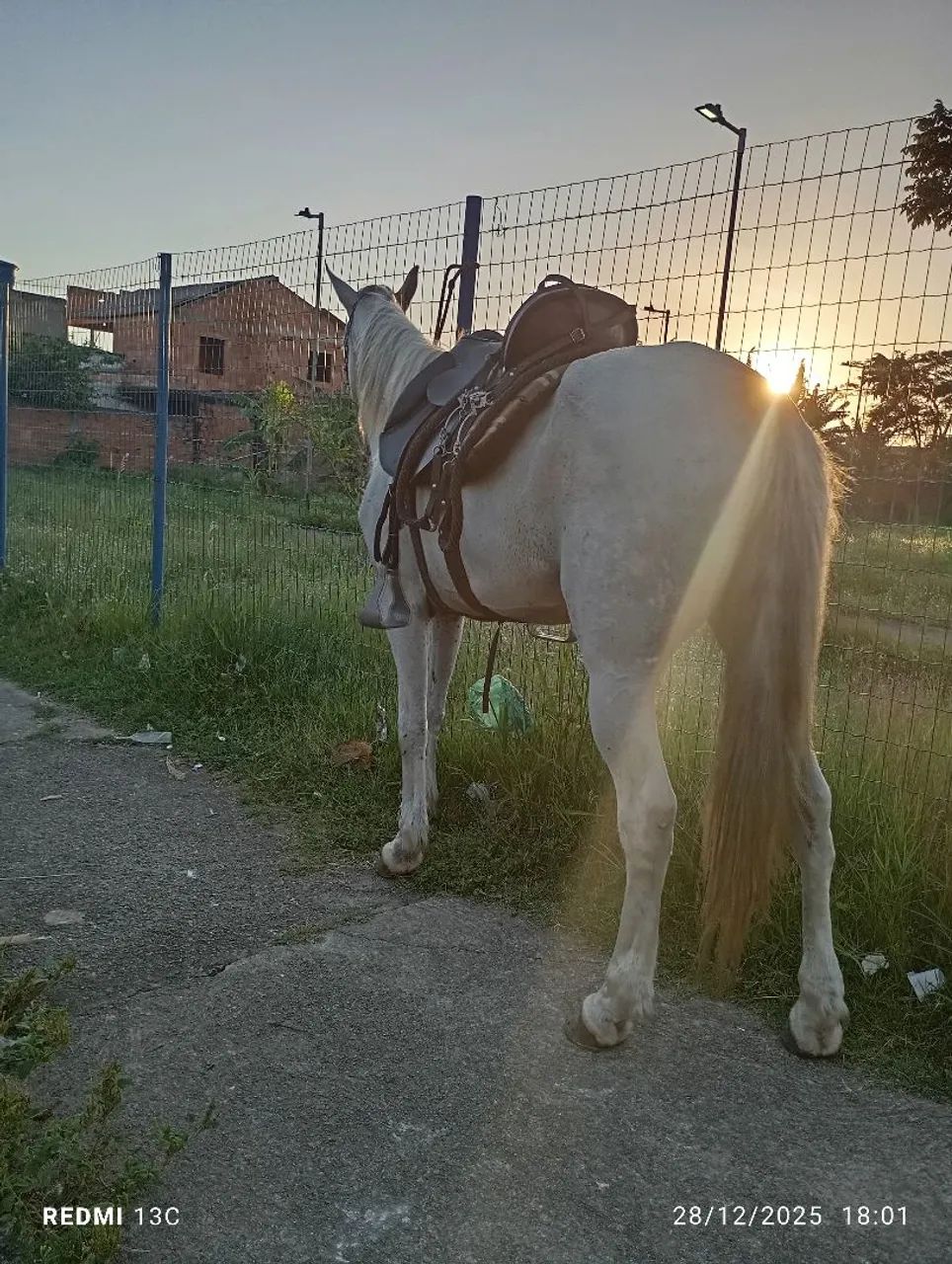 CAVALO MESTIÇO MM/APALOOSA