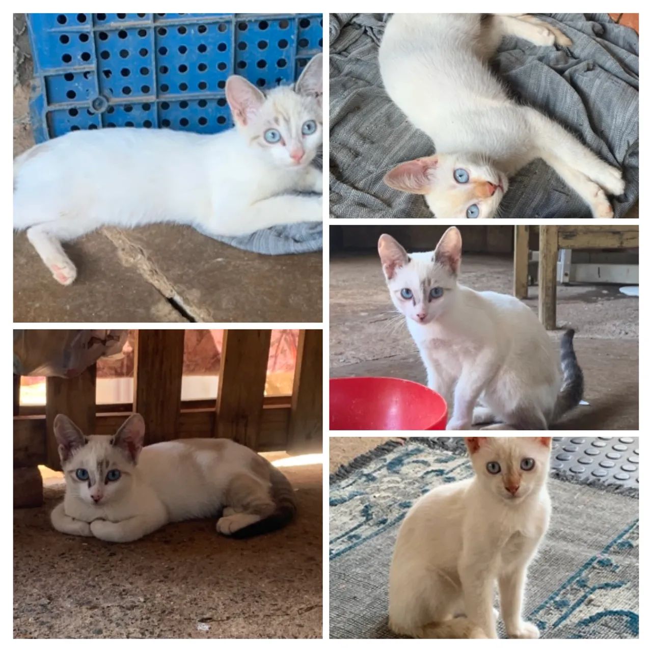 Doar gatinhos - Foto 2