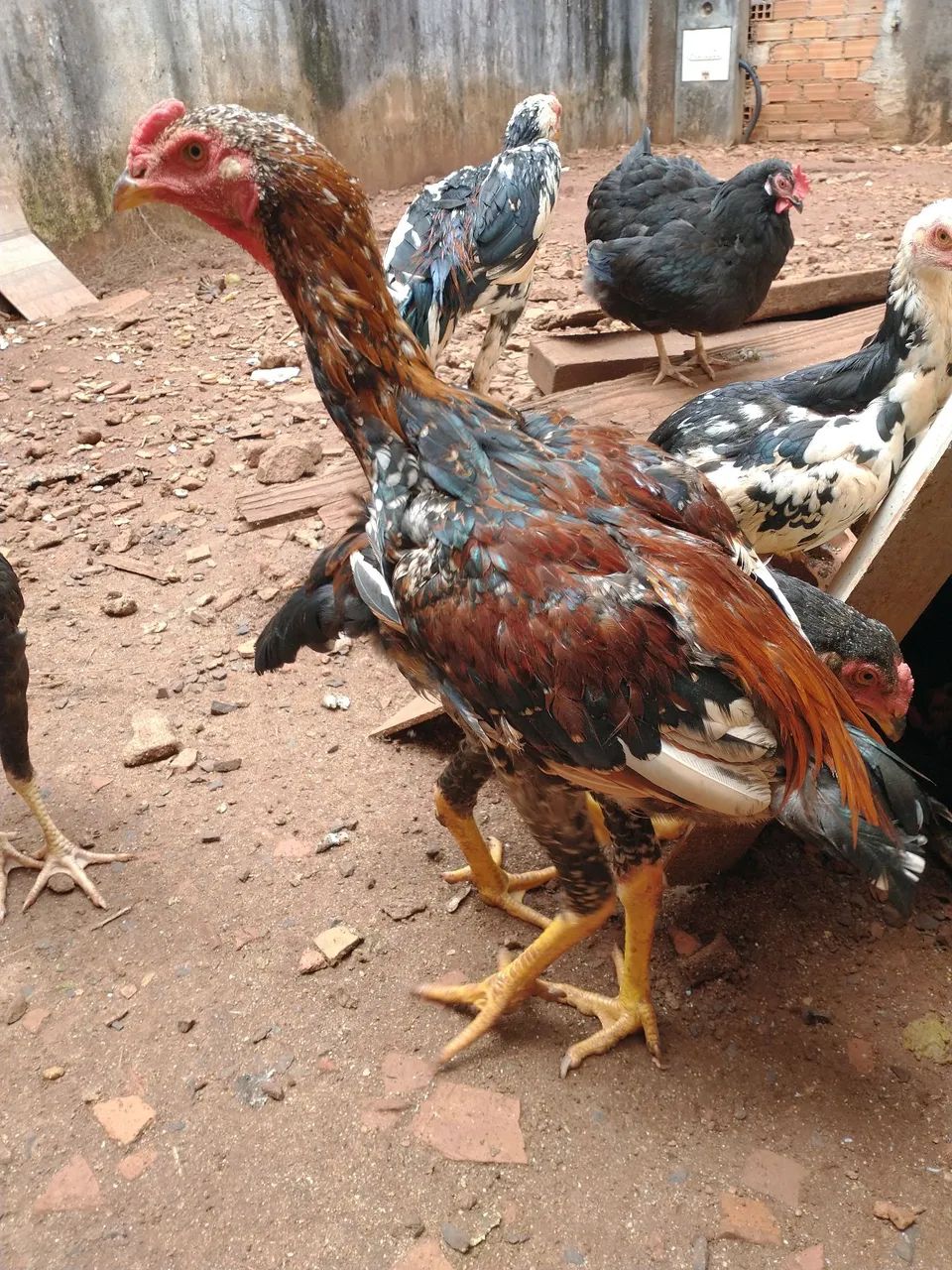 Frango caipira  - Foto 2