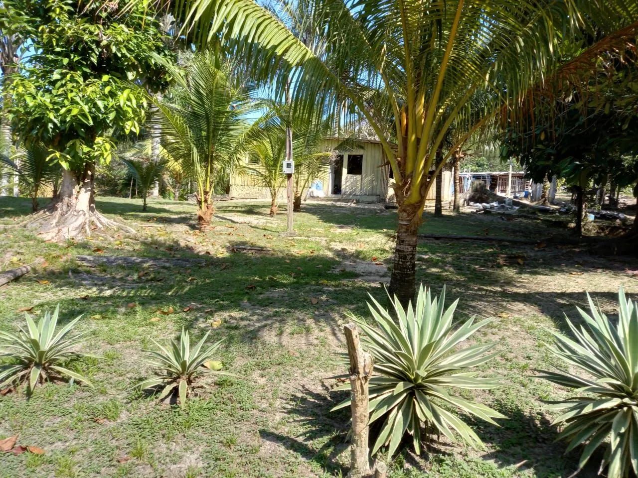 Sítio Ramal Boa Sorte - Rio Preto da Eva  - Foto 2