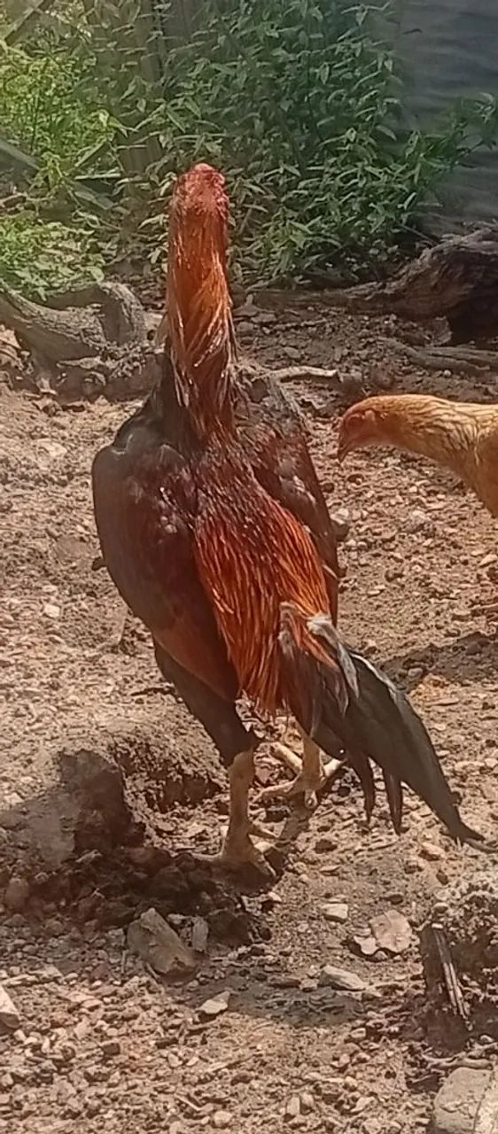 Galo - Foto 2