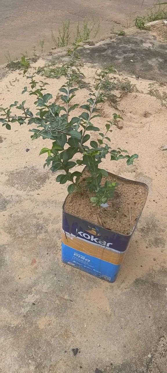 Acerola  - Foto 2
