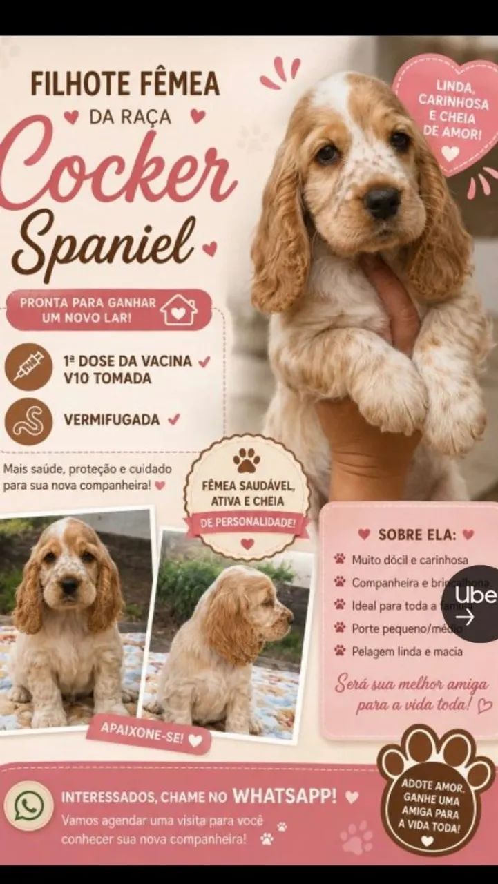 Filhote cocker spaniel inglês