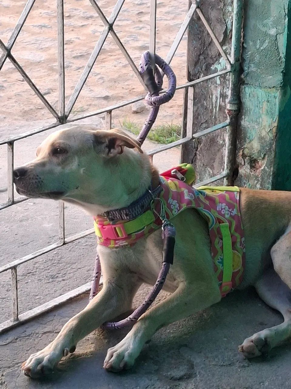 Doação de cachorra - Foto 3