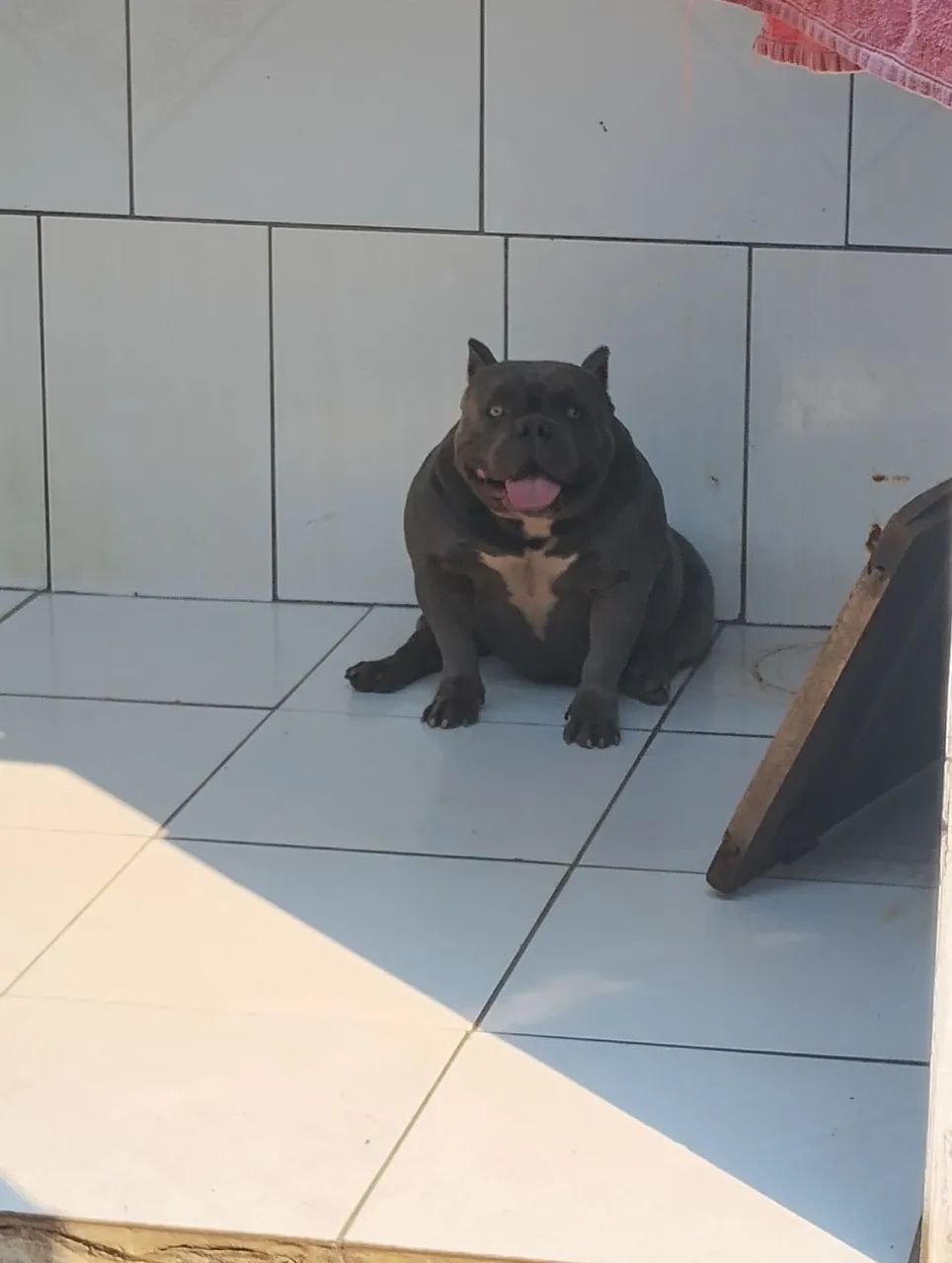 Disponível para cruzar  - Foto 5