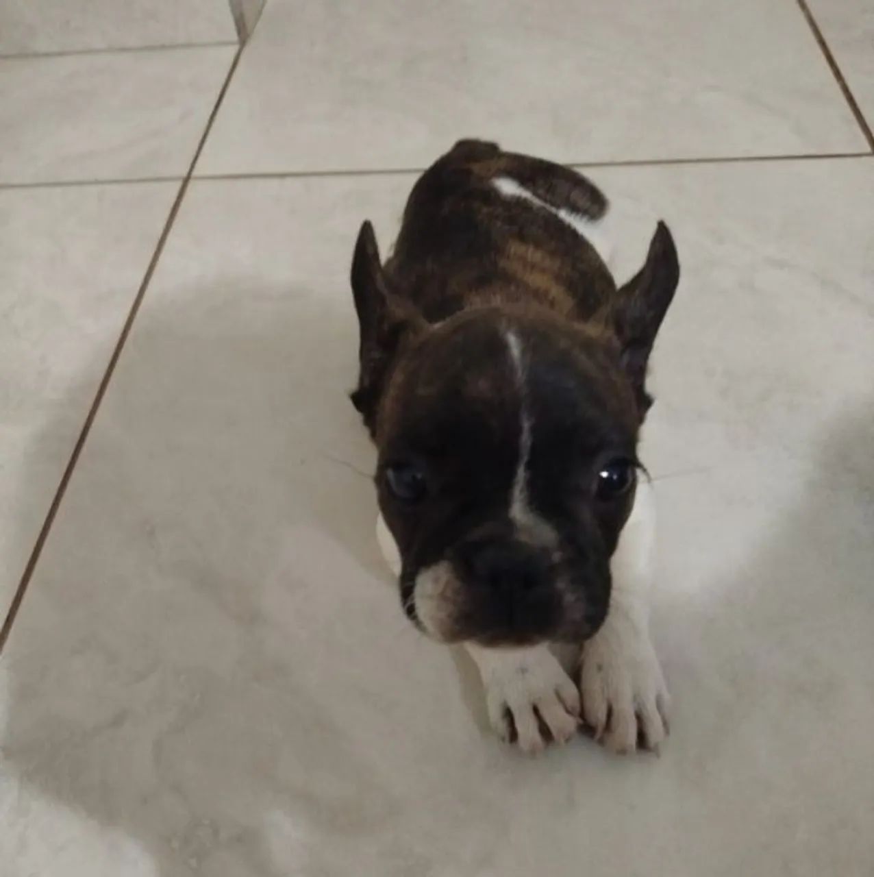 Buldog francês  - Foto 5