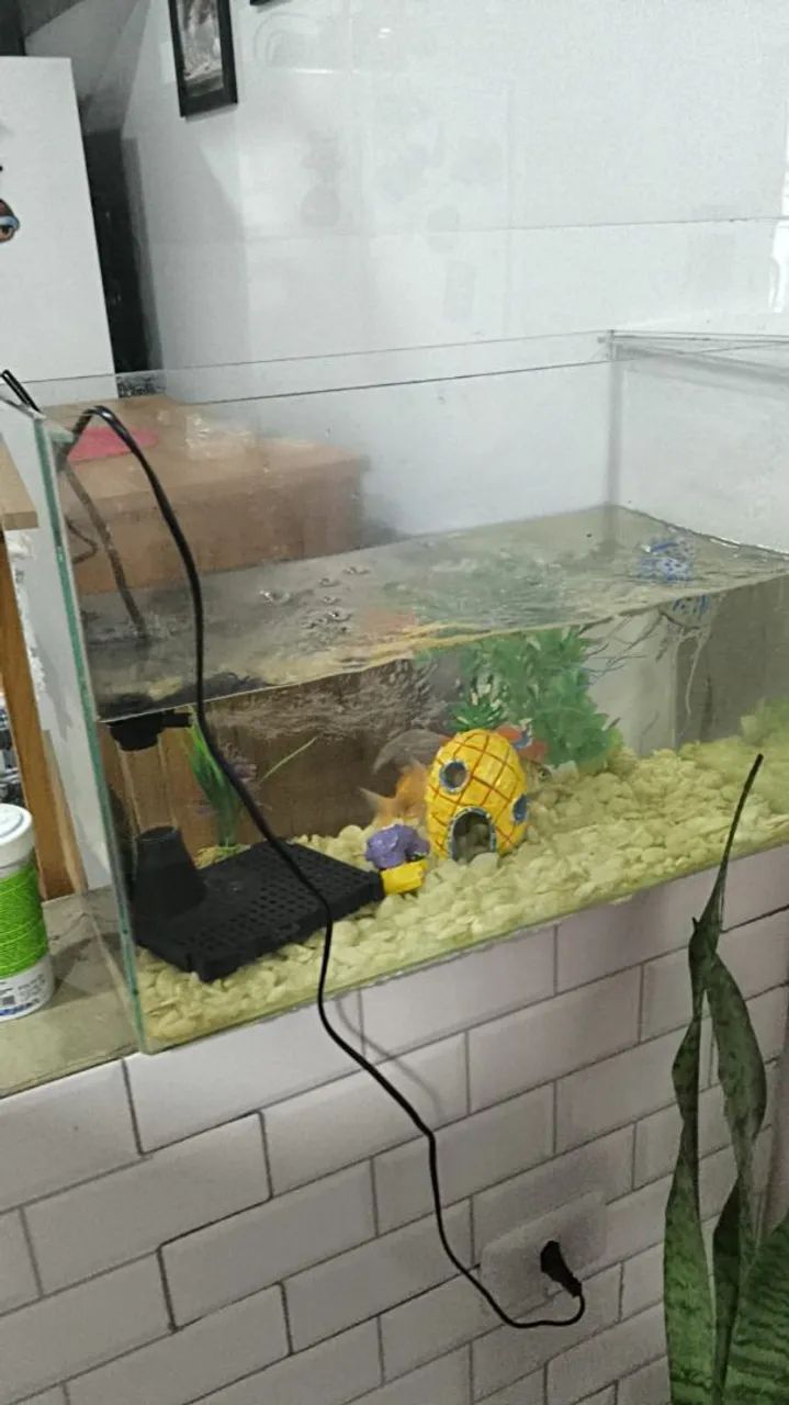 Aquário 45L com enfeites - Foto 2